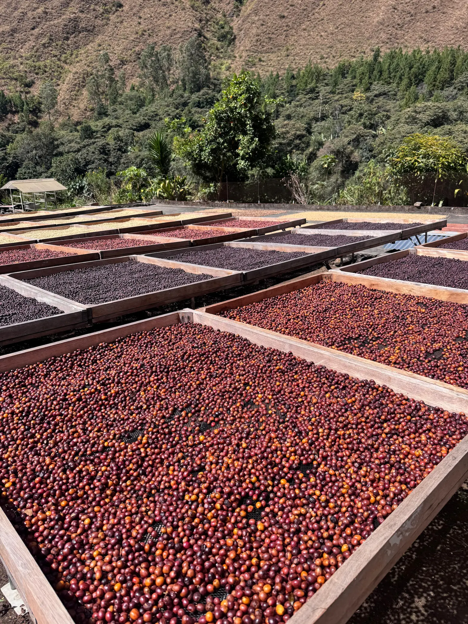 Café verde en proceso de secado