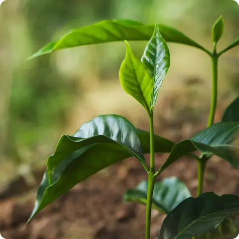 Planta de café