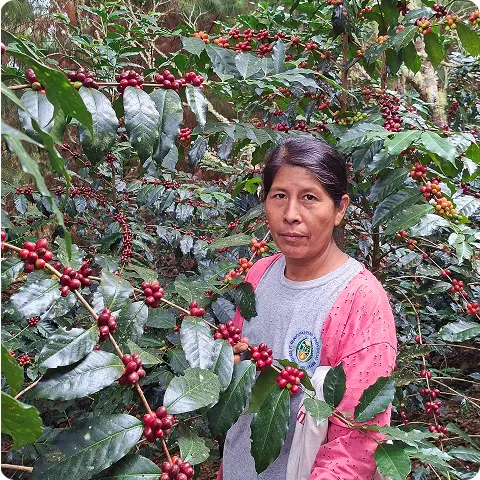 Productora en cosecha