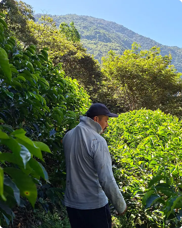 Productor en finca cafetalera